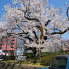 弥生さくら公園の桜