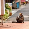 夕暮れの商店街で、ネコさんのバックショットを写す