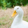 更新しなかった間に撮った可愛い水鳥たち[昆陽池公園][千里南公園]