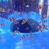 清水駅から東海大学水族館へ