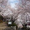 桜木町から桜散策