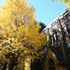 東京の銀杏の紅葉風景