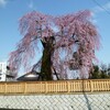 高松薬師堂の枝垂れ桜