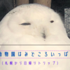 旭山動物園はみどころいっぱい 札幌から日帰り１日 真冬の旭川(ドカ雪)は感動もの