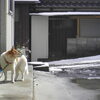 雪が降っています