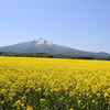 岩木山・山麓に広がる菜の花畑