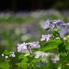 ✾本土寺に訪問しました😊その②　紫陽花と花菖蒲を撮影しました♪