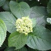 紫陽花の花