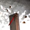 翅の色が違う赤トンボを見かけた