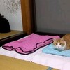 家猫と元野良猫