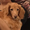 いっぽんさん 16歳になりました。🐶