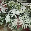 雪の朝
