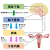 ライフステージの変化に伴う女性ホルモンとアロマテラピーの関係