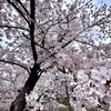 大和高田の桜×iPhoneカメラ