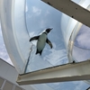 越前松島水族館（ECHIZEN MATSUSHIMA AQUARIUM）