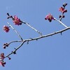 冬枯れの平和公園 里山