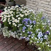 散る花をそっと見守る鉢の花