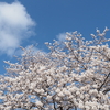 青空を見上げるソメイヨシノの花たち