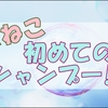【保護猫】猫生初のシャンプーチャレンジと面白いあの時の姿の話と