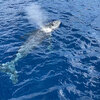 クジラが帰ってきたようです！