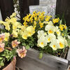 寄せ植えをリニューアルしました