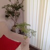 トホホ、な観葉植物