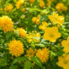 大伴家持「山吹の花の盛りにかくのごと君を見まくは千年にもがも」〜言えなかった祝福、“今日”を千年に延ばす歌