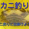 カニ釣り　カニ網でワタリガニを釣り上げよう！　簡単！！釣り方とコツを紹介！