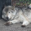 「餓狼が食事すると餓狼ではなくなるのか」問題