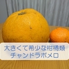 グレープフルーツみたいな大きい果物　果肉はピンクのチャンドラポメロ