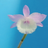 Dendrobium aphyllum `Madam Royal'