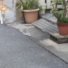 猫だんな日記  2023/10/5