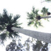 八丈島の樹を縦パノラマで：Trees on Hachijo Island on vertical panorama