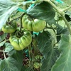 庭に出来た野菜畑　トマト大きくなりました！