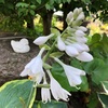 ＊ホスタ開花＆手間のかかるホタルブクロ