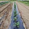 茄子の支柱立てと里芋に芋虫！！！