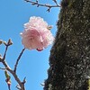 町田尾根緑道の桜