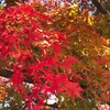 京都・嵐山紅葉状況②　人力車に乗って教えてもらったお薦めポイント紹介！