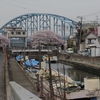 浦安境川水門の桜