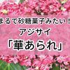 つまみ細工のような可愛さが魅力！「華あられ」というアジサイ（紫陽花）