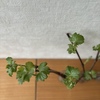 春の気配。