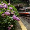 箱根の紫陽花