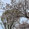 春🌸の日本を楽しみました