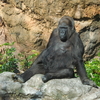 上野動物園の動物２