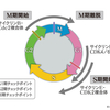 【医学部編入】生命科学講義・細胞の周期と増殖②　～細胞周期の制御メカニズム～