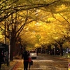 黄金のトンネルにため息☆北海道大学イチョウ並木