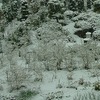 花後の雪〜附・土筆のこと