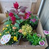 久々に、花苗をお迎え