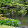 雨の京都御所の庭をNikon D700とAF NIKKOR  85mm 1:1.8Dレンズで撮ってみた