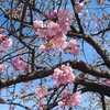 まんぼぅくん、都心の桜を探して！　新木場　その10